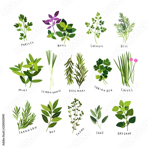 Tela Clip art illustrations of herbs and spices such as parsley, basil, chervil, dill