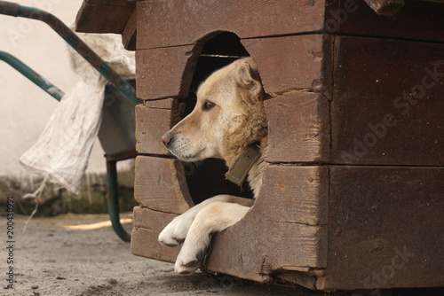 dog in doghouse