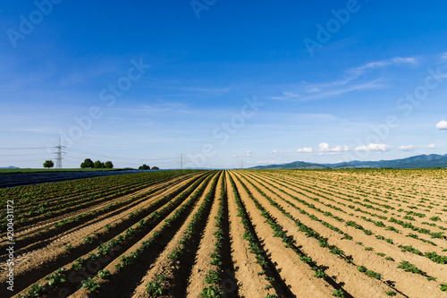 Panoramic landscape of grand field in front of mountains