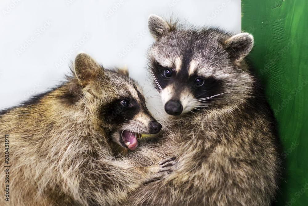 raccoons hug each other, love animals Stock Photo | Adobe Stock raccoons hug each other, love animals Stock Photo | Adobe Stock