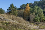 Landscape of autumnal nature with  mix forest  and dry glade in Balkan mountain, near village Lokorsko, Bulgaria   