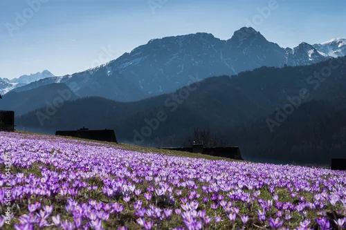 Obraz krokusy pod Giewontem