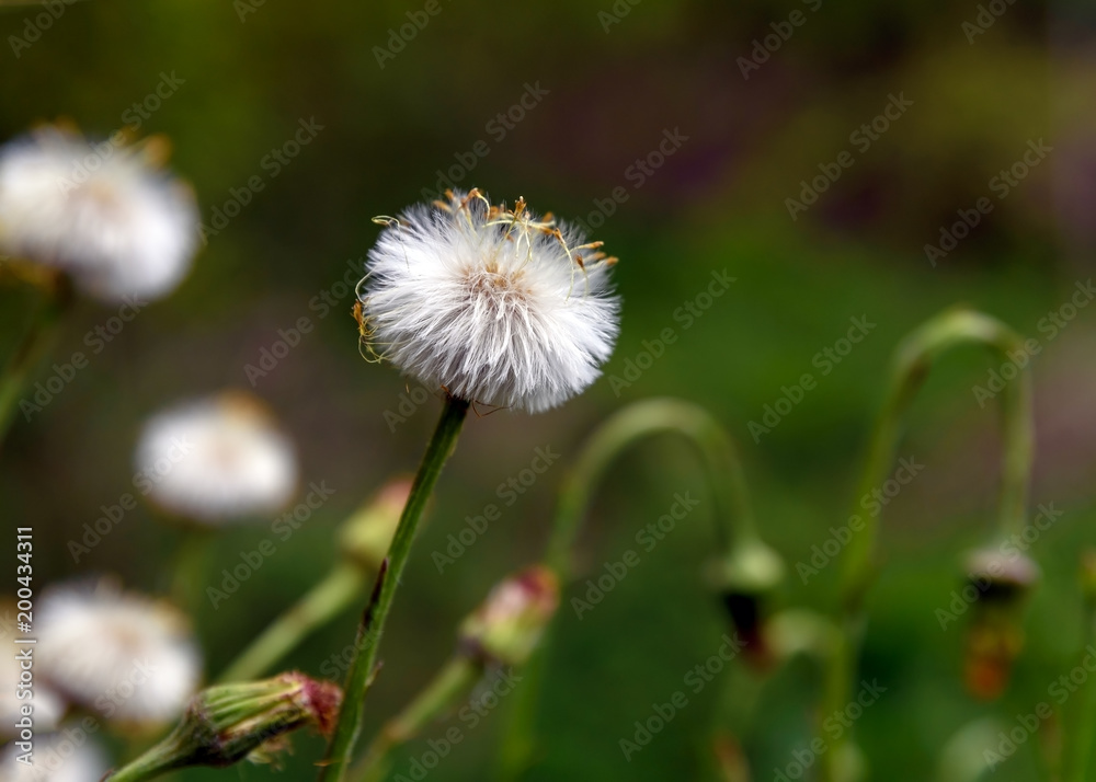 Fluffy white flowers mother and stepmother in spring, background, soft focus, blur, moire, forest. Fluffy white flowers mother and stepmother in spring, background, soft focus, blur, moire, forest.