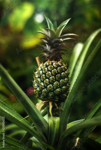 green unripe pineapple grows on its parent plant in the conservatory