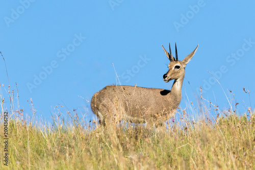 One standing grey rhebok in the Mountain Zebra National Park near Cradock in South Africa. It is standing in long grass but its profile is etched against a clear blue sky