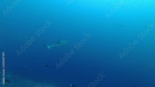 Group of Grey reef sharks swim in the blue ocean
 photo