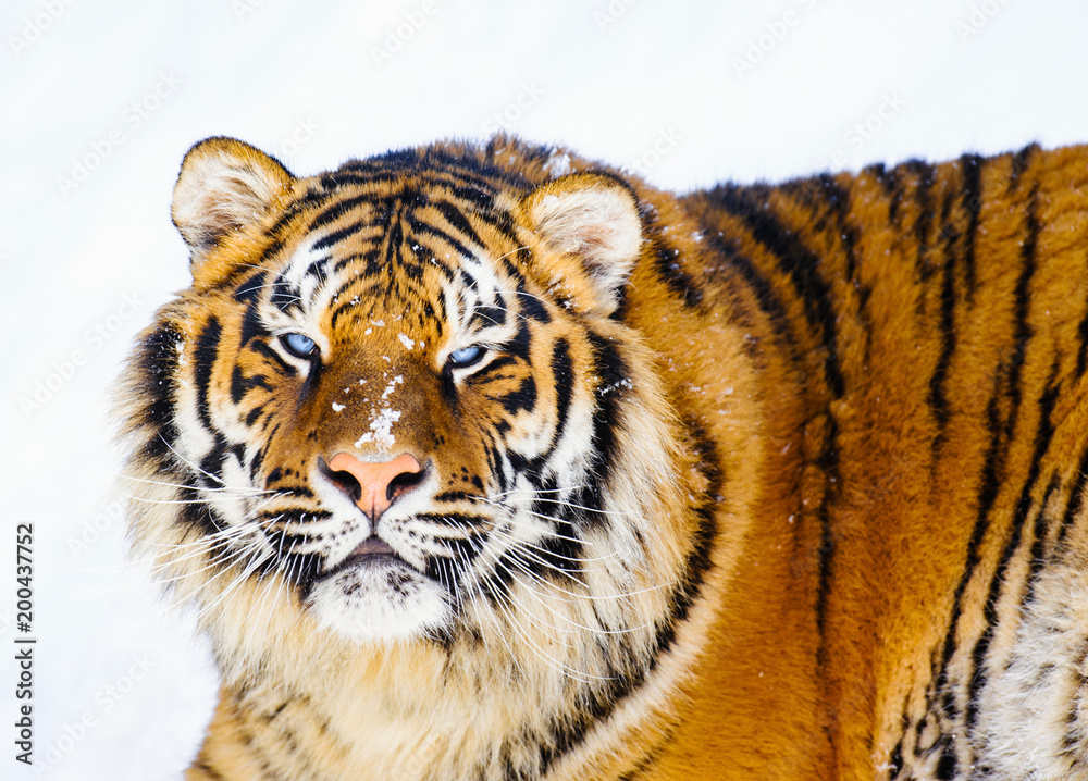 Obraz premium siberian tiger on snow