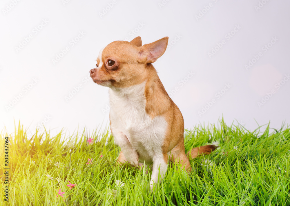 studio portrait of the dog on a green grass