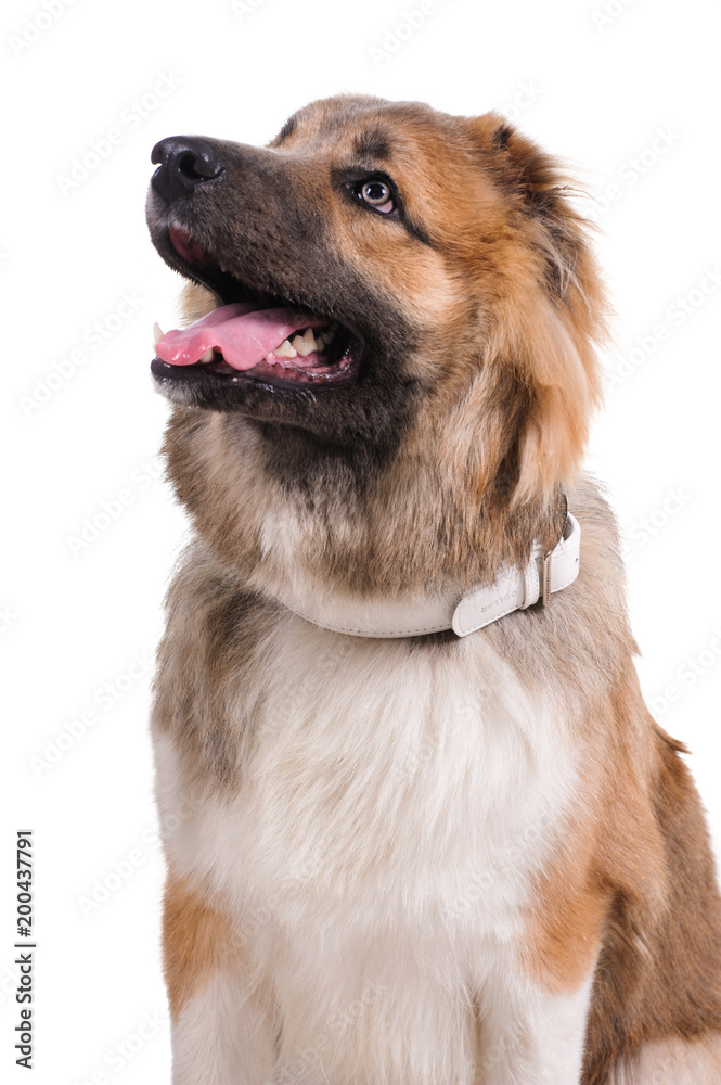 studio portrait of the dog on a white background studio portrait of the dog on a white background