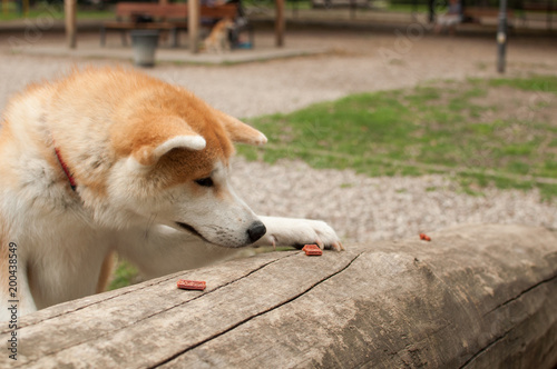 Hungry akita inu dog looking at food