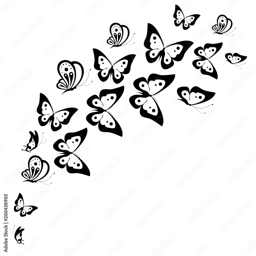 Fototapeta premium black butterfly, isolated on a white