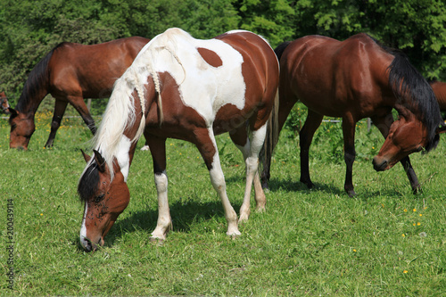 Drei Pferde grasen auf der Weide