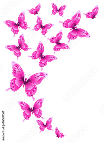 Fototapeta Naklejka Na Ścianę i Meble -  beautiful pink butterflies, isolated  on a white