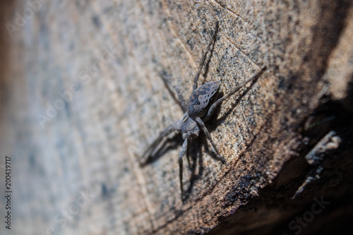 The spider sits on a wooden stump. The spider is looking for a place to weave the web