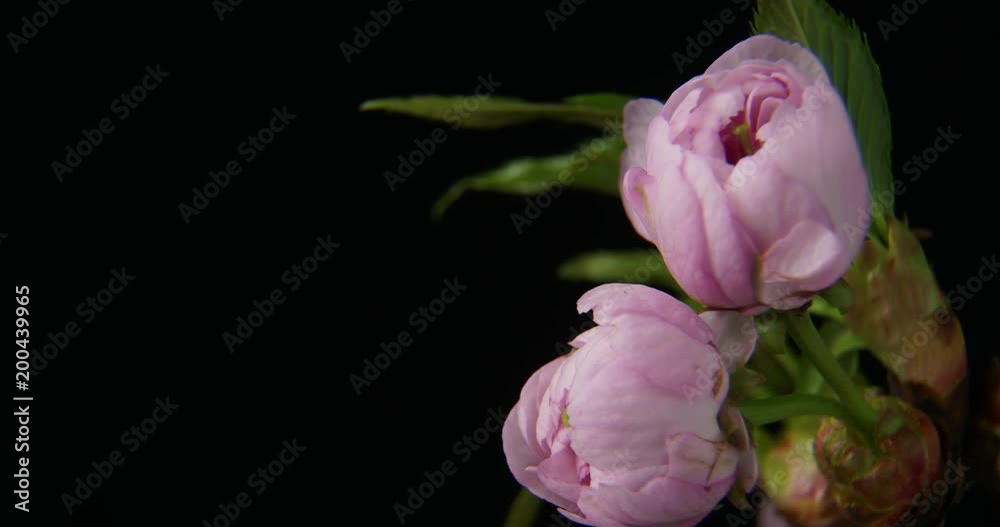 Japanese sakura cherry blossom flowering on tree branch time lapse Japanese sakura cherry blossom flowering on tree branch time lapse