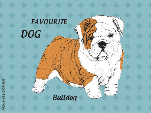 Illustrated of Puppy English bulldog on a blue ornamental background with the black signature - vector