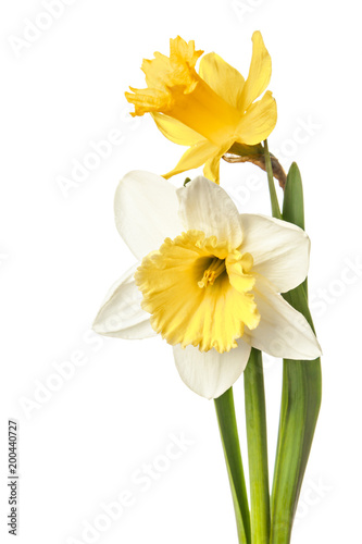 Obraz na plátně Pair of narcissus flower isolated on a white background