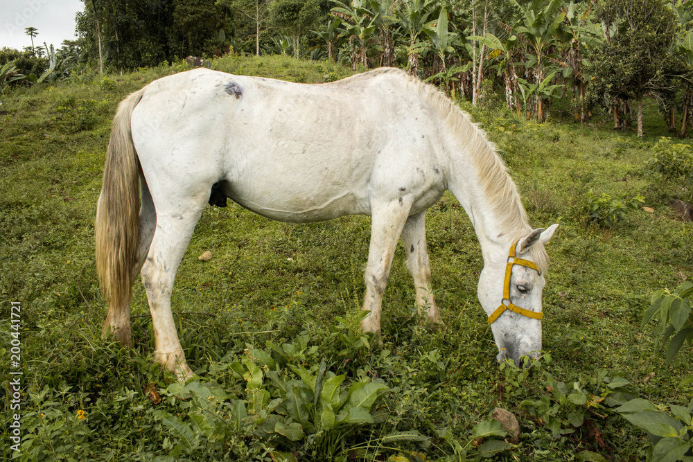 Naklejka premium Caballo blanco comiendo pasto