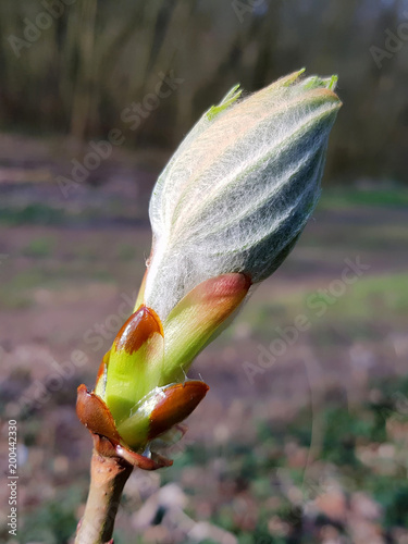 A closed Chestnut Bud, Aesculus hippocastanum photo