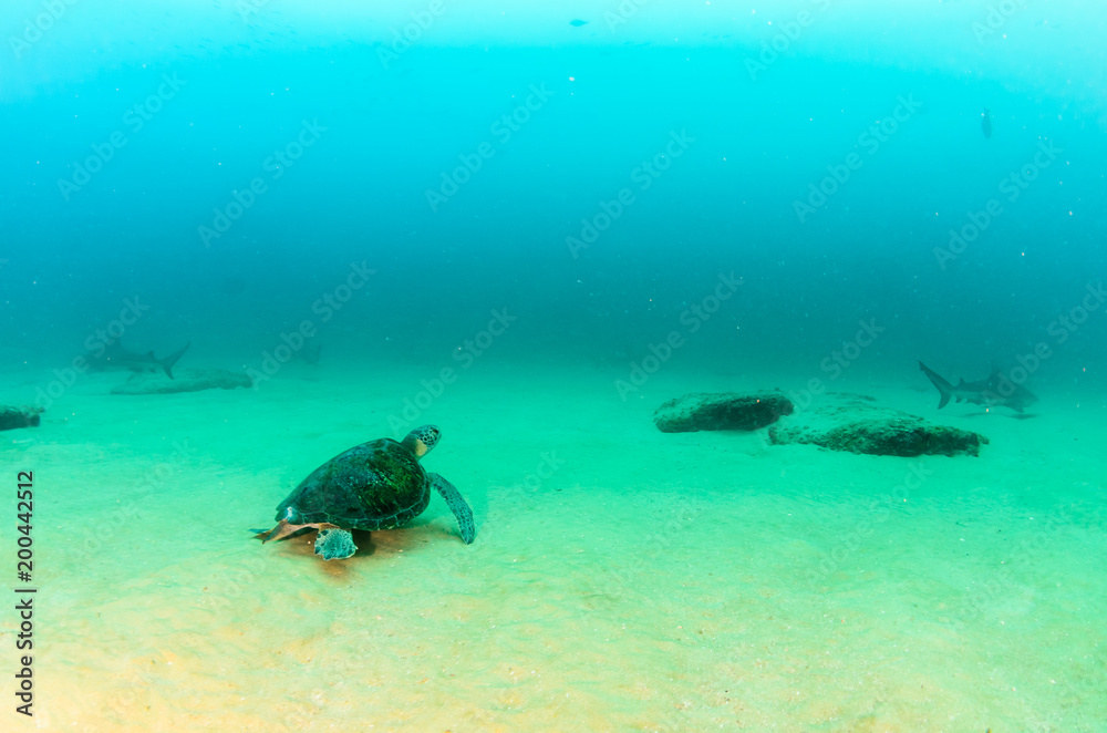 Fototapeta premium Żółw morski odpoczywający na rafach Parku Narodowego Cabo Pulmo, Cousteau nazwał go kiedyś Akwarium Świata. Baja California Sur, Meksyk.