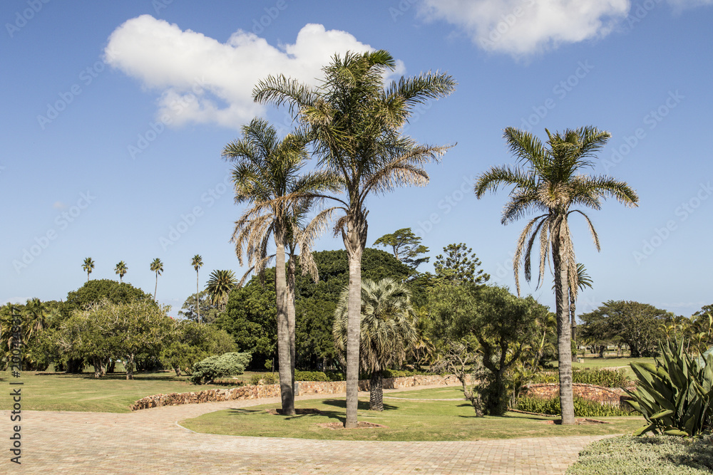 Large tall palm trees in a city park