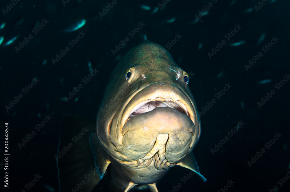Obraz premium Big Gulf grouper (Mycteroperca jordani), resting in the reefs of the Sea of Cortez, Pacific ocean. Cabo Pulmo National Park, Baja California Sur, Mexico.