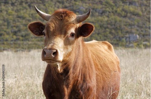 Large wild bull looking alert in a field of long grass