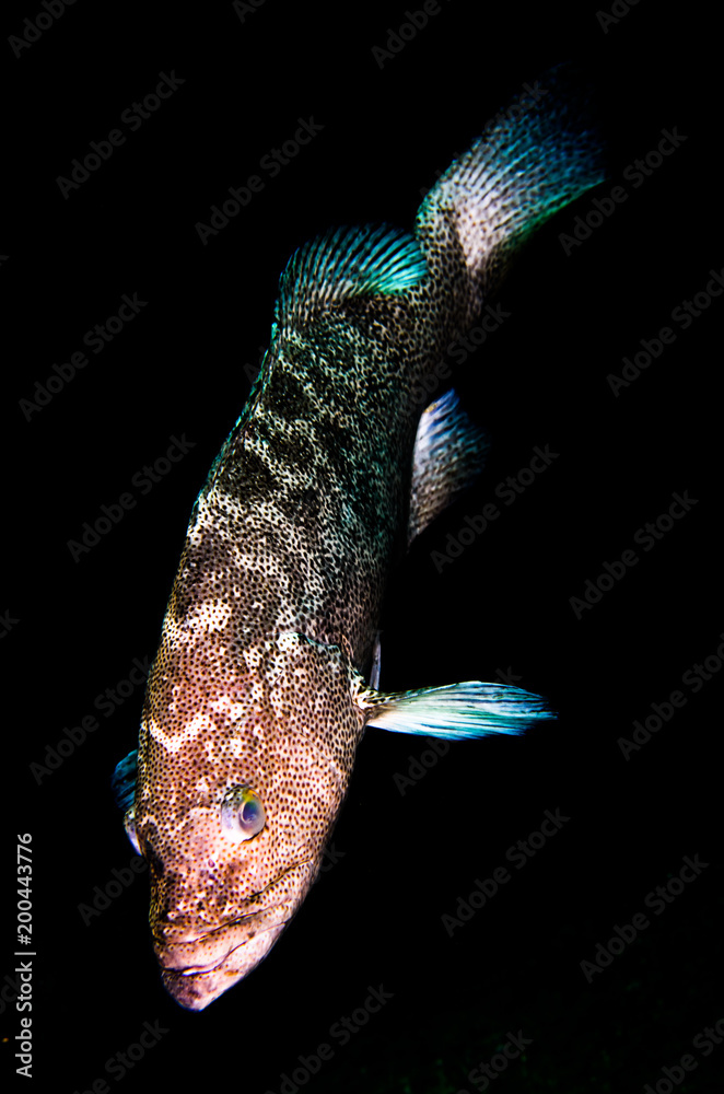 Obraz premium Leopard grouper (Mycteroperca rosacea), in a shipwreck, reefs of the Sea of Cortez, Pacific ocean. Cabo Pulmo National Park, Baja California Sur, Mexico.