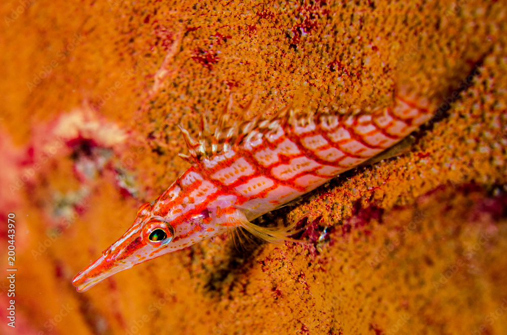 Fototapeta premium (Oxycirrhites typus) Longnose Hawkfish. reefs of the Sea of Cortez, Pacific ocean. Cabo Pulmo, Baja California Sur, Mexico.The world's aquarium.