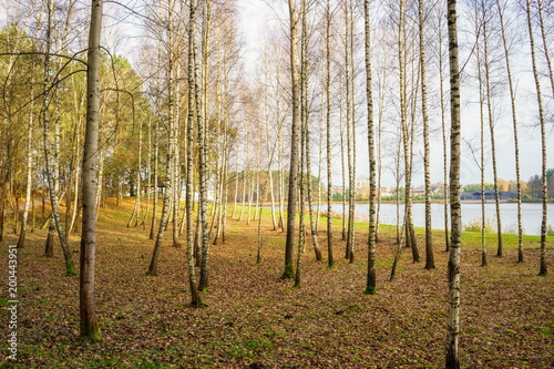 Birch grove on the shore of the lake, Druskininkai