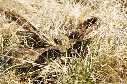 Diamondback rattlesnake hiding in grass ready to strike.