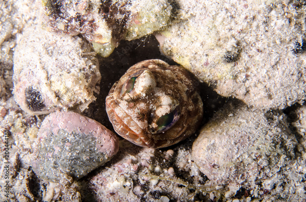 Obraz premium Reef fishes from the sea of cortez, mexico