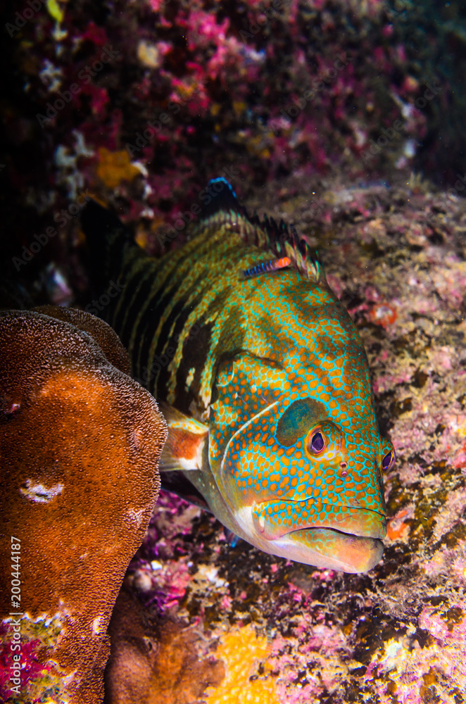 Fototapeta premium Reef fishes from the sea of cortez, mexico