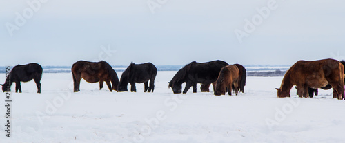 Horses are looking for food under the snow