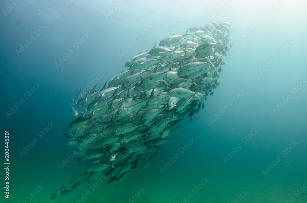 Fototapeta premium Big eye Trevally Jack, (Caranx sexfasciatus) in polarized school, bait ball or tornado with a diver taking pictures. Cabo Pulmo National Park, The world's aquarium. Baja California Sur,Mexico.