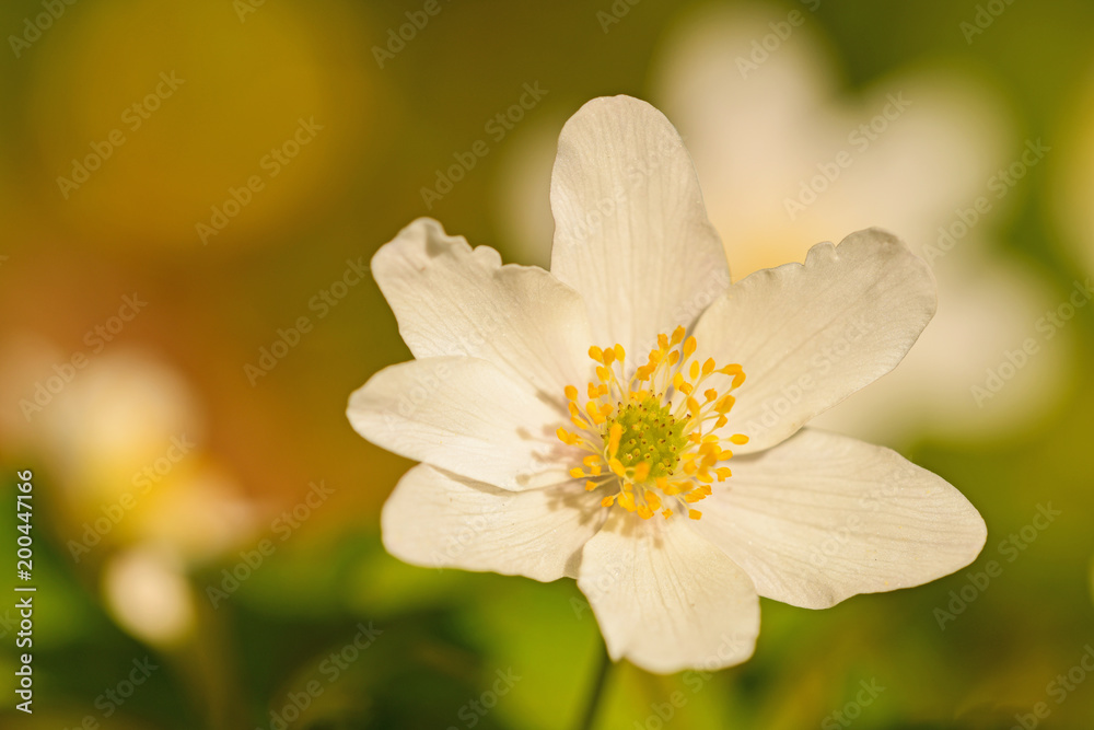 Buschwindröschen (Anemone nemorosa) Buschwindröschen (Anemone nemorosa)