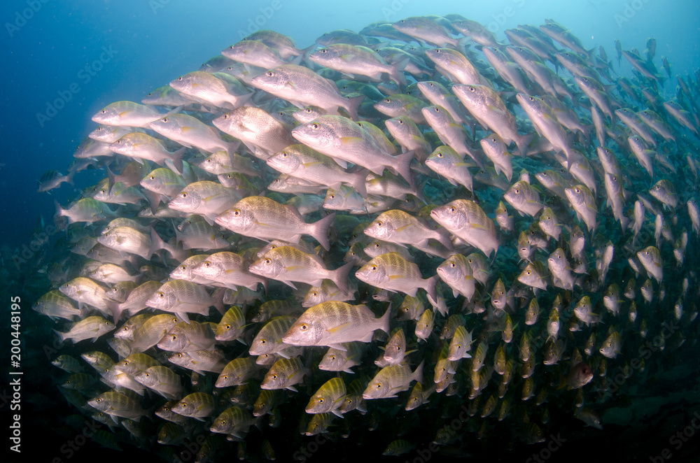 Obraz premium Graybar grunt (Haemulon sexfasciatus), forming a school in a shipwreck, reefs of Sea of Cortez, Pacific ocean. Cabo Pulmo, Baja California Sur, Mexico. Cousteau named it The world's aquarium.