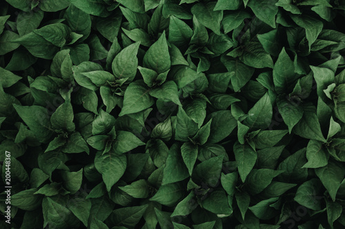 Картината върху платно Green plant leaf background, top view, dark