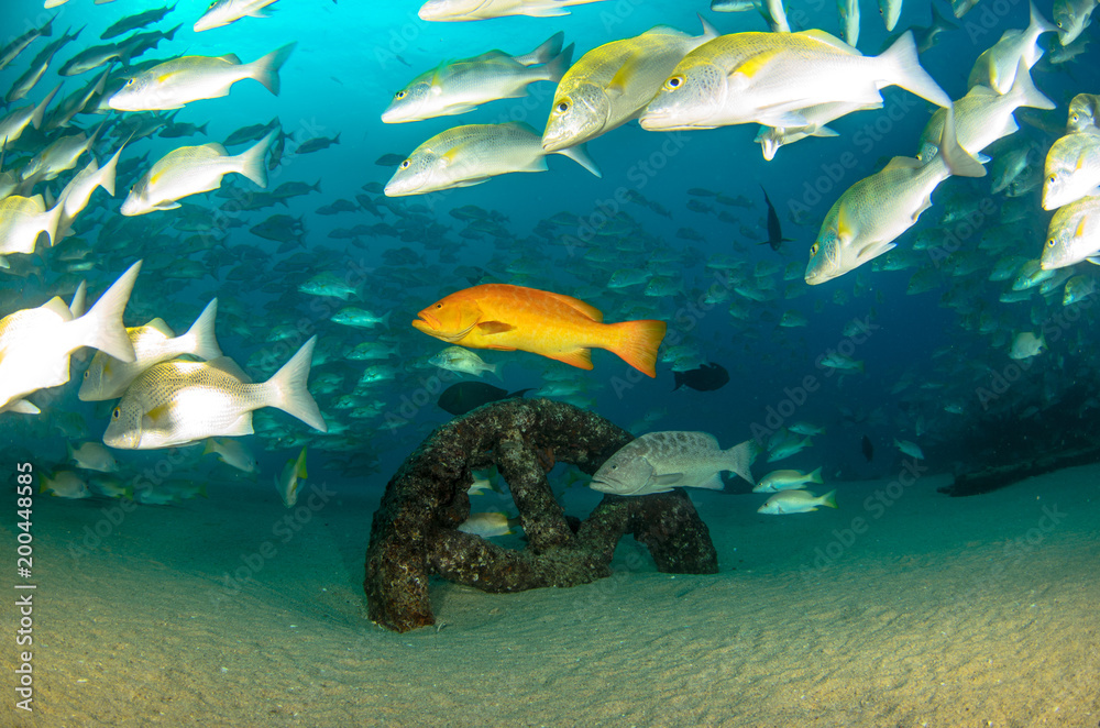 Obraz premium Leopard grouper (Mycteroperca rosacea), in a shipwreck, reefs of the Sea of Cortez, Pacific ocean. Cabo Pulmo National Park, Baja California Sur, Mexico.