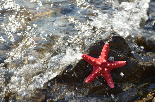 Sea shore with a foamy wave and a red sea star