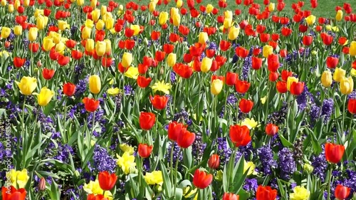 Spring time flowers in the park.