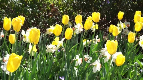 Spring time flowers in the park.