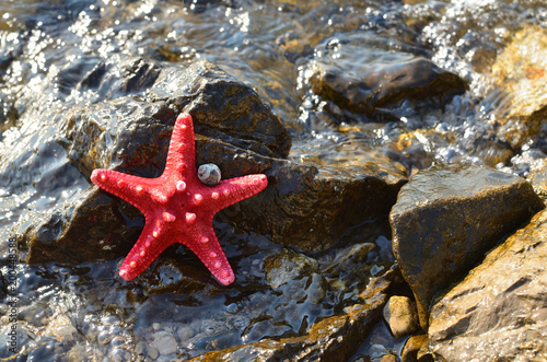 Red sea star on a sea rock on a shore