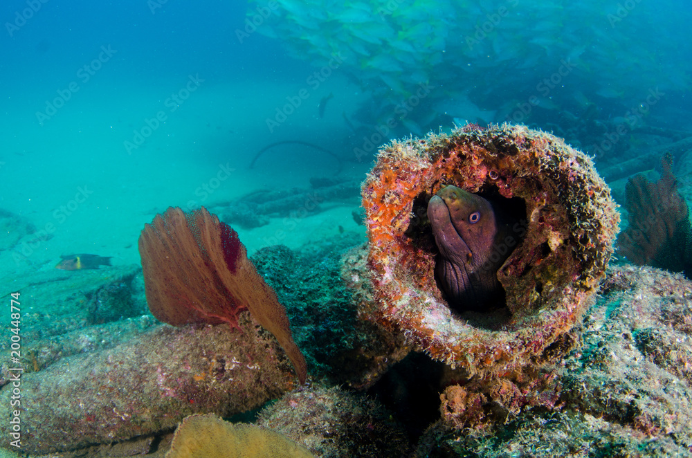 Fototapeta premium Panamic Green Moray Eel (Gymnothorax castaneus), mouth wide open resting in reefs of the Sea of Cortez, Pacific ocean. Cabo Pulmo, Baja California Sur, Mexico. Cousteau named it The world's aquarium.