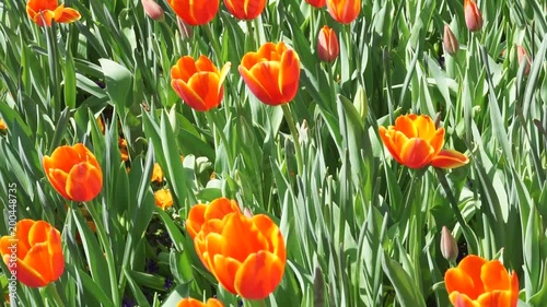 Spring time flowers in the park.