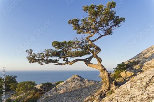 Relict juniper against a cloudless sky.