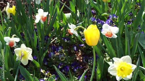 Spring time flowers in the park.