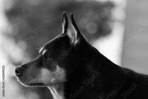 dog profile picture black and white