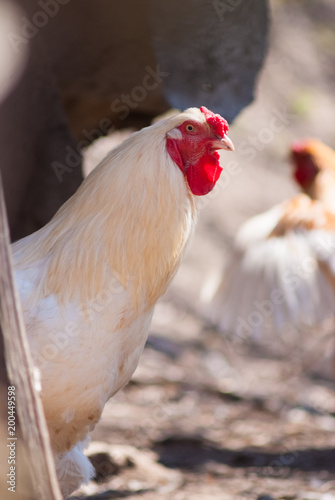 Beautiful healthy cockerel walking on the ground. Concept bird farm. photo