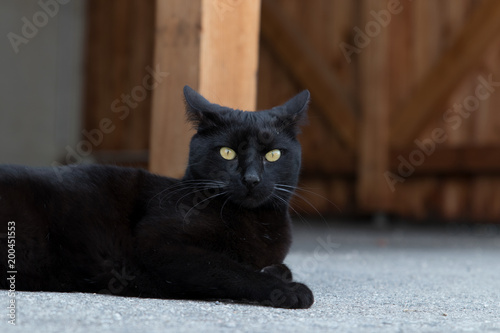 Fototapeta Naklejka Na Ścianę i Meble -  schwarze Katze